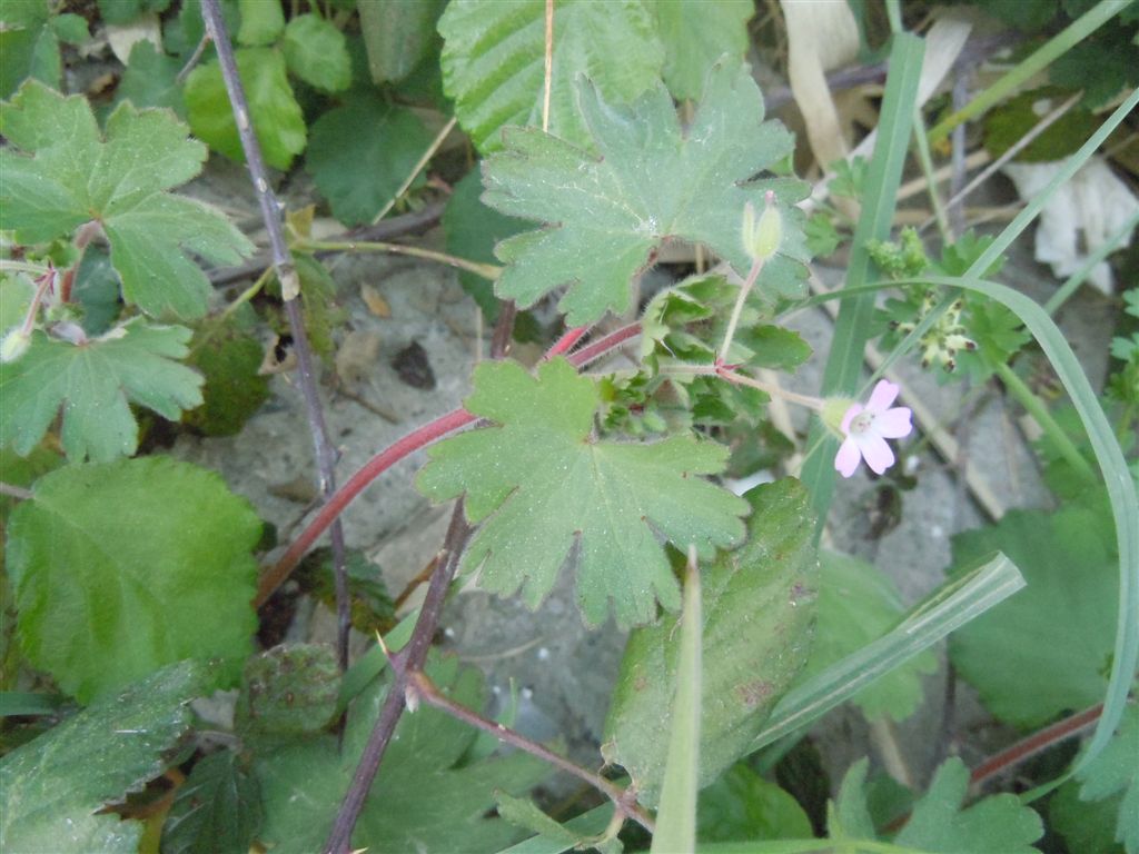 Geranium rotundifolium / Geranio malvaccino